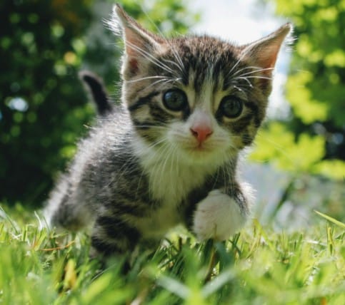 yavru kedi bakimi
