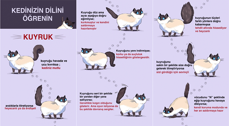 kedilerin kuyruk hareketleri
