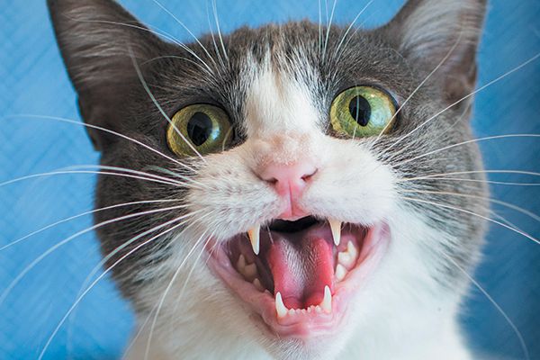 kedi miyavlamasi