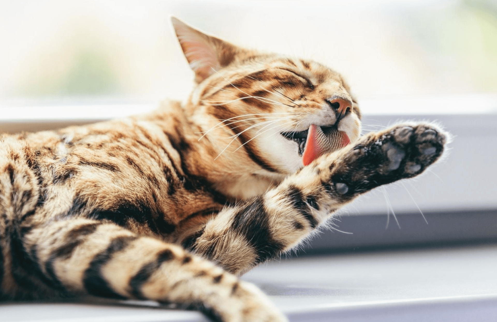 cat hairball what should you know 1645006435