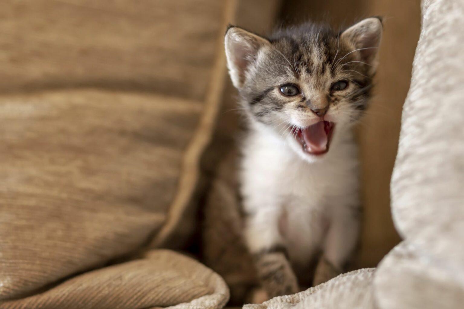 cat meows at night 1