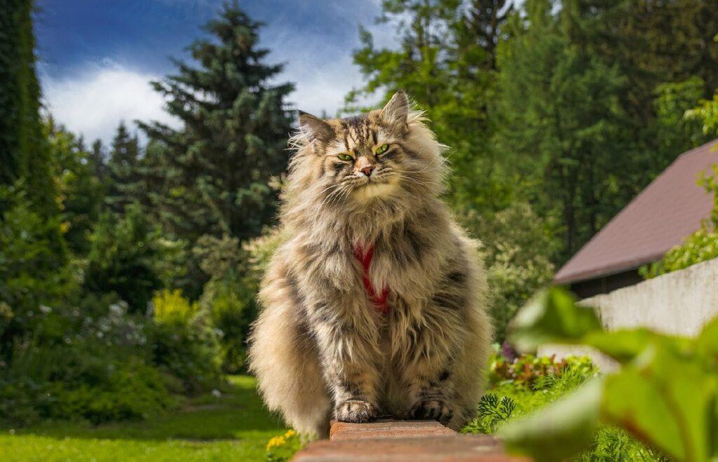 giant house cats 1024x659 1